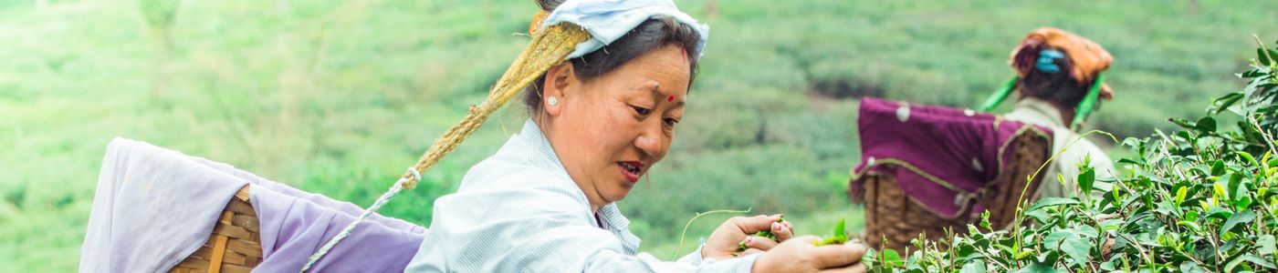 Tea Garden, Darjeeling